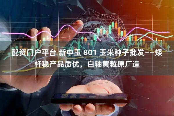 配资门户平台 新中玉 801 玉米种子批发——矮杆稳产品质优，白轴黄粒原厂造